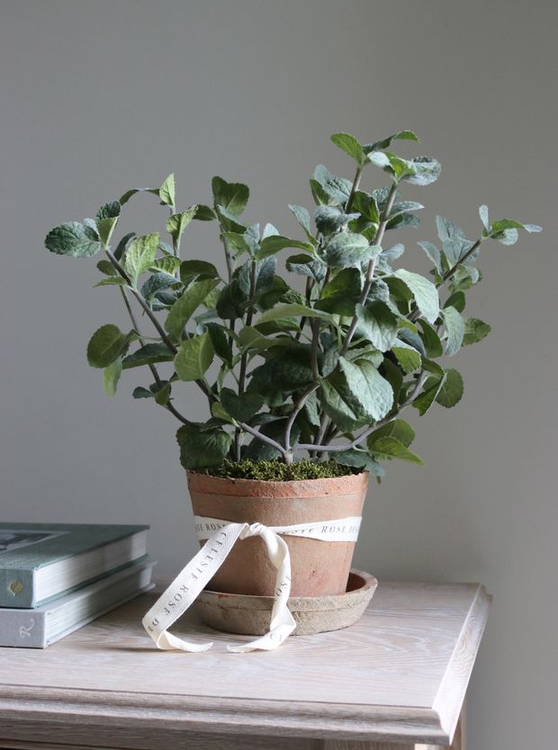 Celeste Rose Mint Pot