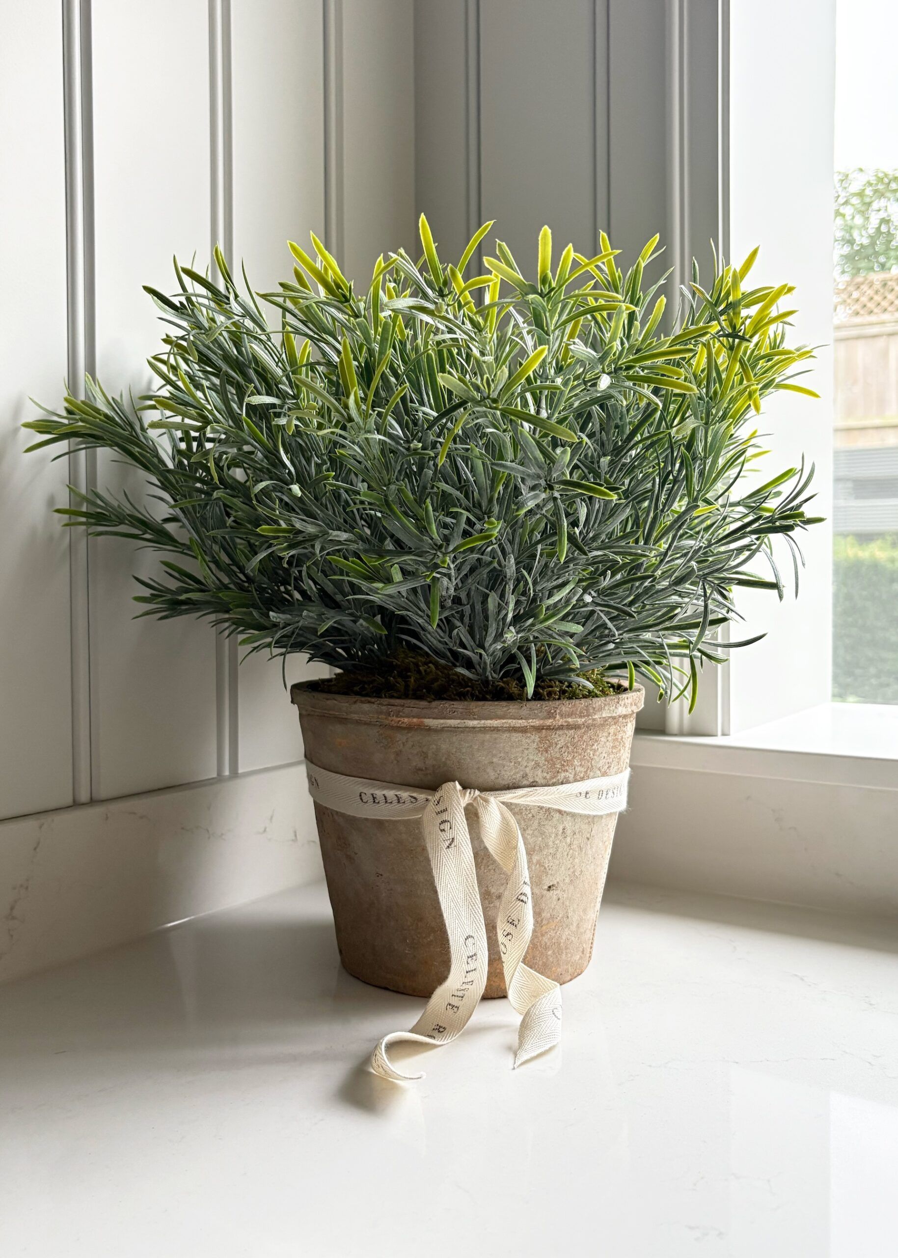 Celeste Rose Rosemary Pot - Image 1