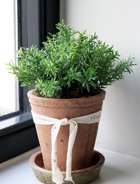Celeste Rose Thyme Pot