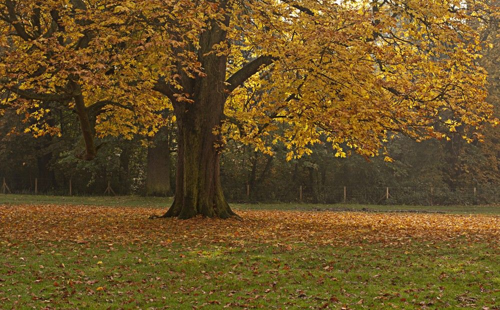 Hylands Park - Autumn Walk - Humphrey Munson Blog