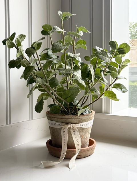 Celeste Rose Mint Pot