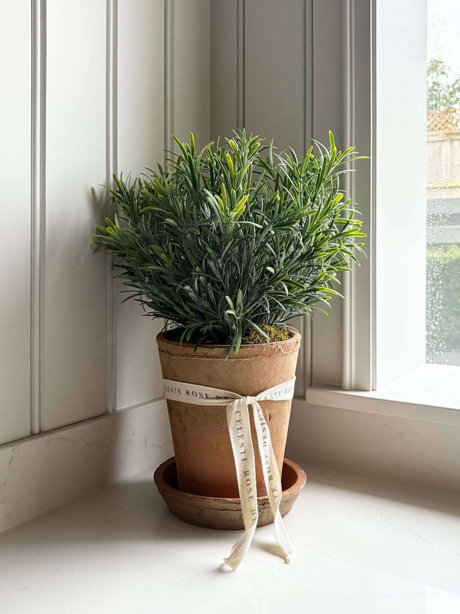 Celeste Rose Rosemary Pot - Image 1