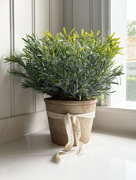 Celeste Rose Rosemary Pot