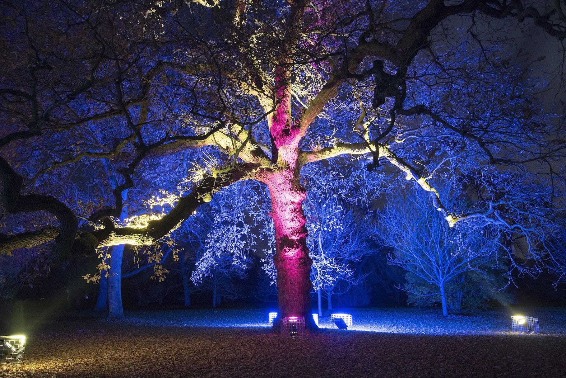 Kew Gardens | Light Trail