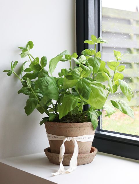 Celeste Rose Basil Pot
