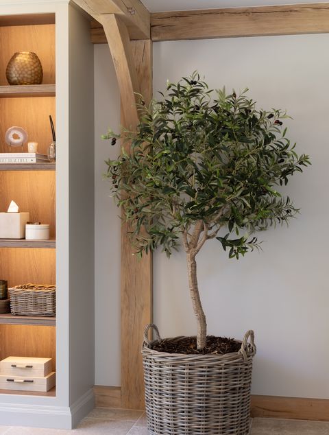 Olive Tree