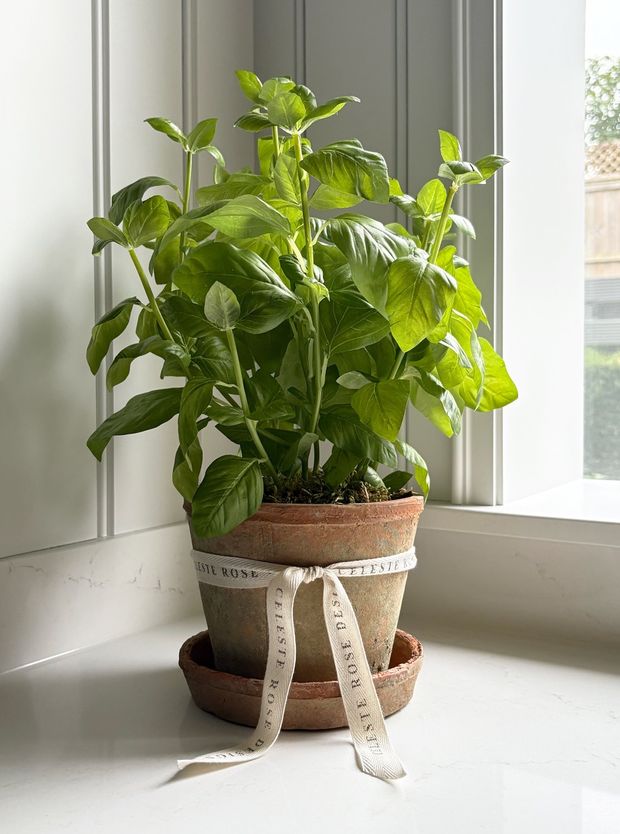 Celeste Rose Basil Pot