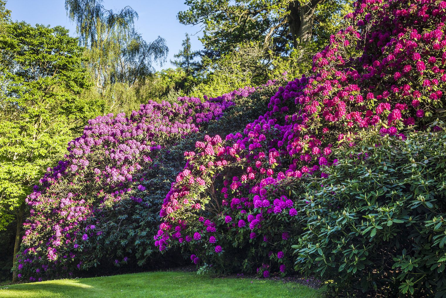 Arboretum - Bowood Gardens - Humphrey Munson Blog 