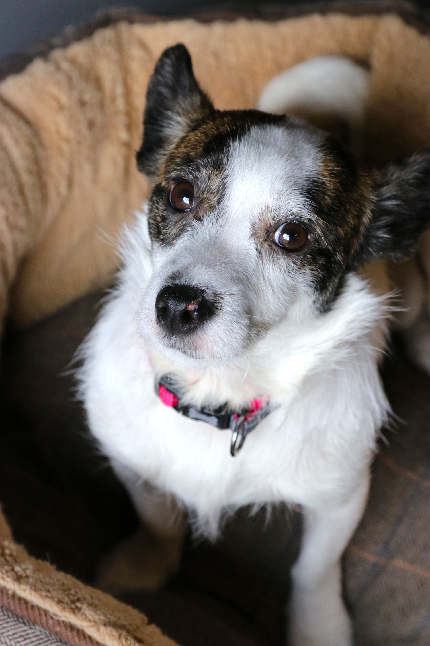 Daisy - rescue dog - Humphrey Munson Blog