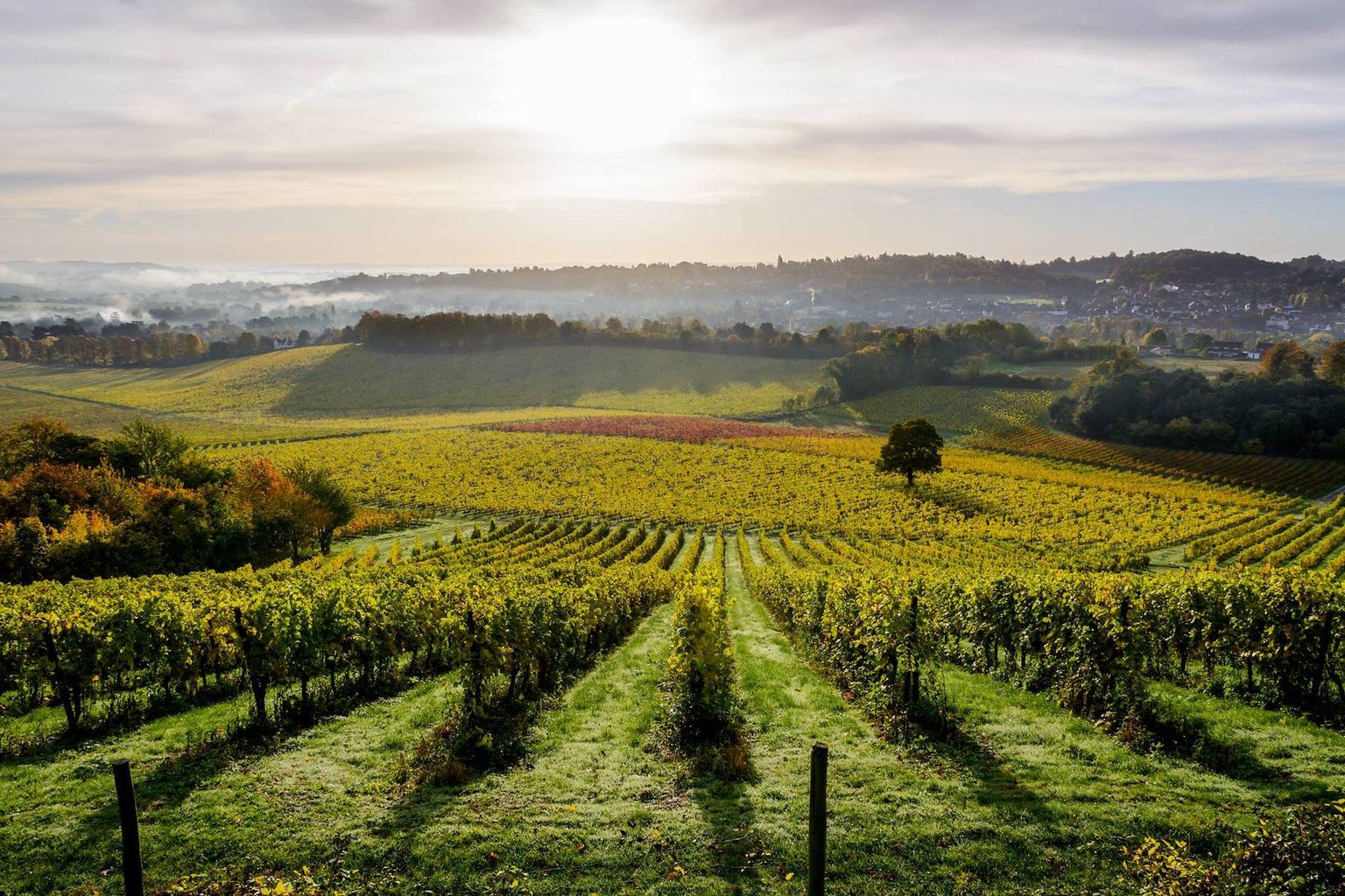 Denbies Wine Estate | Surrey