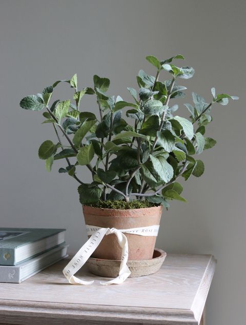 Celeste Rose Mint Pot