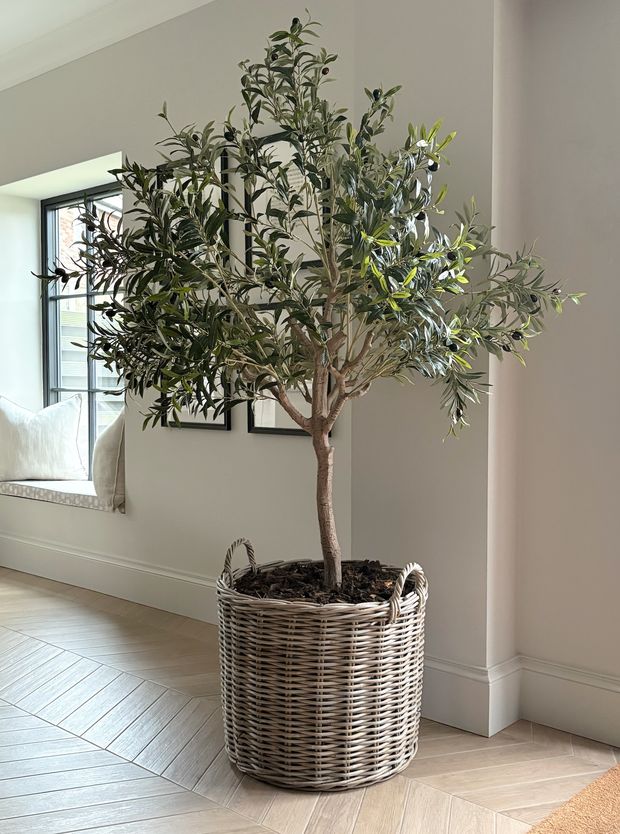 Large Olive Tree