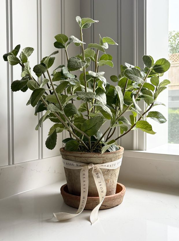 Celeste Rose Mint Pot