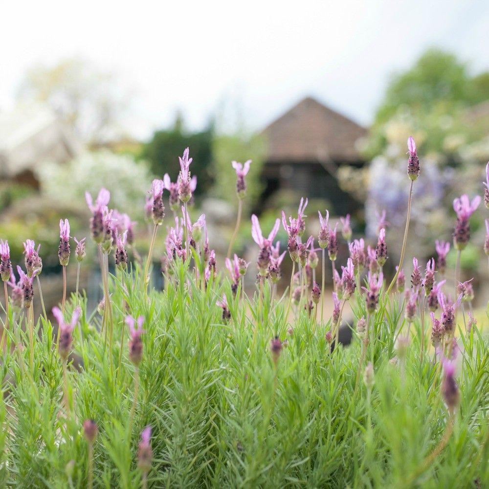 Petersham Nurseries