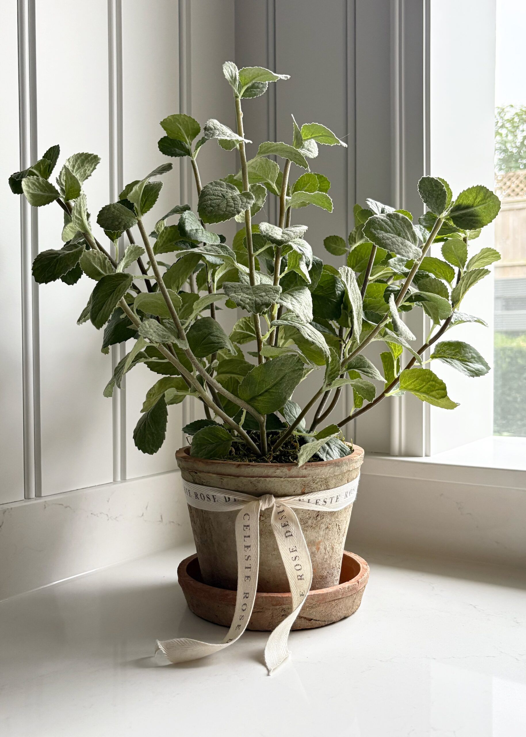 Celeste Rose Mint Pot - Image 1