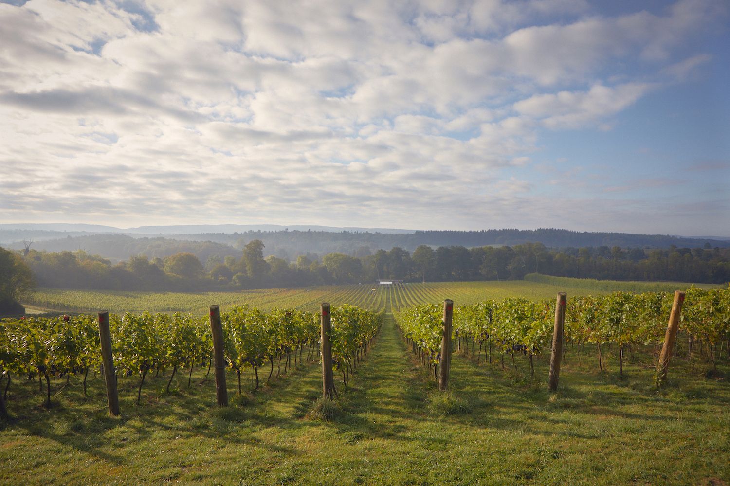 Albury | The Future of Organic, Biodynamic Wine